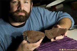 [图文]科学家发现迄今最古老完整飞行昆虫身体印记化石