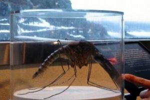  世界上最大的蚊子_金腹巨蚊