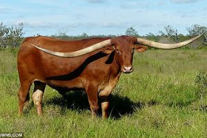  这牛很牛 2.7686米破纪录成为世界上最长的牛角