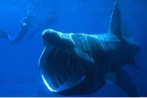  姥鲨是世界上最大的鱼类 巨型鲨鱼吓坏游客
