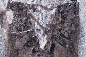  最新发现1.65亿年前沫蝉交配的化石样本 非常罕见