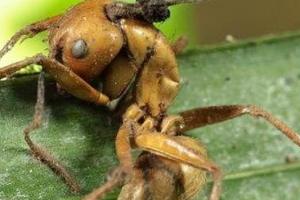  僵尸蚂蚁是什么东西 僵尸蚂蚁死后还能动么