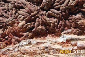西班牙发现最古老巨型海洋蠕虫化石