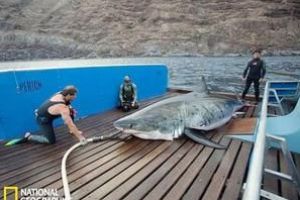  英国商人在南非钓到4000磅重的大白鲨彻夜未眠