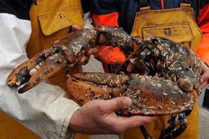 英国发现巨型龙虾 重7.65公斤成英国第二重龙虾
