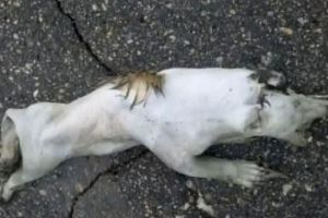 美国明尼苏达州道格拉斯郡街头现神秘小动物尸体