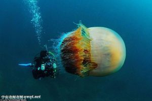 英摄影师无意潜水时拍到巨型野村水母：直径2米大