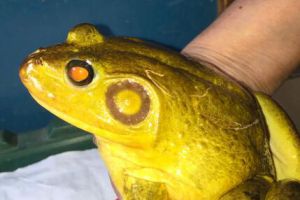 日本渔民捉到金黄色牛蛙 十分罕见吓人