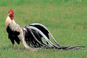  世界上羽毛最长的鸟 长达12.5米