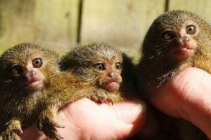 英国诞生世界首例健康存活侏绒猴三胞胎 呆萌可爱