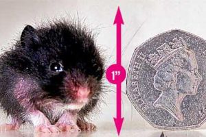   皮维被世界公认为“最小仓鼠 ”