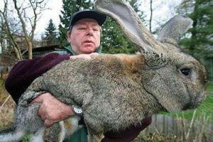 体长85厘米的英国巨兔获得“世界最长兔子”的称号