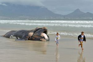  南非现10米长鲸鱼尸体 气味难闻