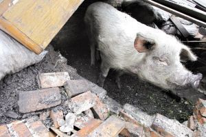  地震废墟中存活时间最长的猪 取名“朱坚强”