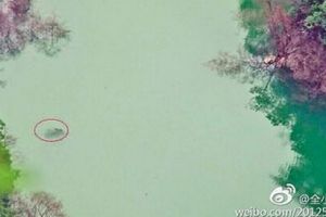  重庆石笋河惊现体长超3米“水怪”疑是巨型鳙鱼