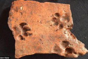英国发现两千年前瓷砖上残留的狗爪印记
