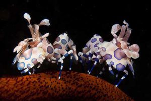 丑角虾 模样奇特的水下生物