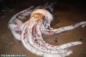 西班牙惊现180公斤巨大章鱼 模样恐怖吓坏韩国网友