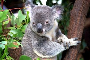  最可爱最萌的考拉 澳洲最萌考拉