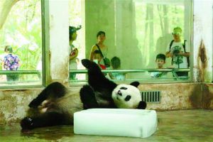 武汉动物园度夏有奇招 熊猫抱冰不撒手