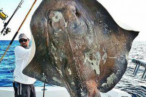 美国渔民捕到4.3米长700斤重巨型