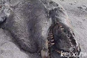  新西兰海滩惊现9米巨兽海怪尸体 它究竟是何种生物