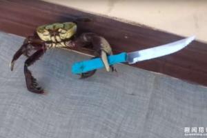  巴西的螃蟹不好惹 竟然抓起刀子反抗