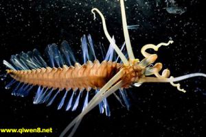 菲律宾深海发现奇异蠕虫长有8条触手 6对覆盖羽毛的感觉器官
