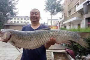 寶雞大叔釣起大草魚 1.2米長足足22公斤