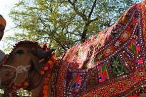  印度两头牛结婚 花费一万八