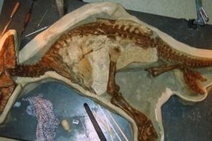  发现一具婴儿开角龙化石 推断因溺水而死的