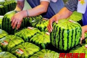 盘点全球奇葩水果 日本方形西瓜受俄罗斯富人的追捧