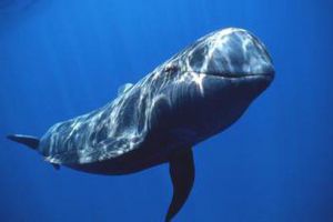 科学家借用鲸鱼“语言”首次实现深海隐蔽通信