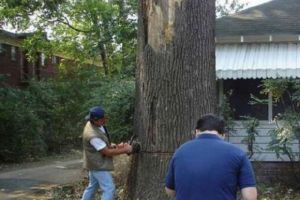 男子嫌树碍眼决定砍掉，热心邻居前来帮忙，结果倒下的一刻悲催了