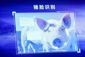 京东金融大转向，第一件事是养猪