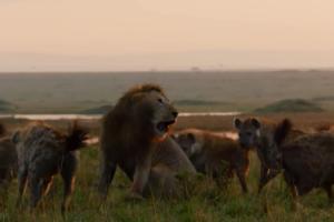 当一头狮子遭遇20只鬣狗围攻 结局令人意外