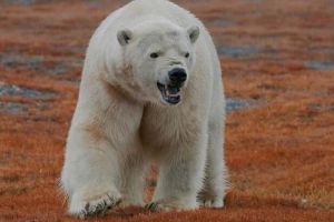俄罗斯最鸡肋的领土，最后一位岛民被北极熊咬死，美强烈要求收回