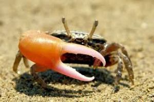 世界上最会变色的蟹　招潮蟹