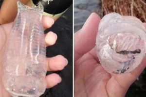 10厘米塑料瓶变“生物”！菲律宾发现透明物种，看像“外星人”