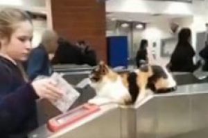 以色列车站“淡定猫”走红网络