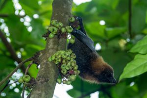 蝙蝠口中夺食！毛里求斯大规模捕杀果蝠，数量超过5万只