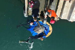 巨大翻车鱼被困干船坞救援人员出动起重机营救