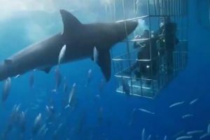 16年没用暴力的大白鲨猛冲向铁笼里的潜水员，被栅栏卡住丢了性命