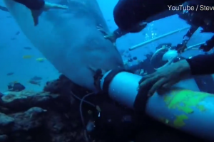 惊险时刻！潜水者在斐济被虎鲨咬住头 撕坏氧气面罩