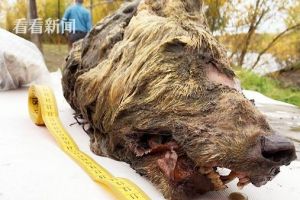 西伯利亚发现3万年前巨狼头部头发牙齿保存完好