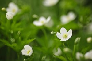 7·12日-23日，财运飙升，桃花灿烂横财旺，大把赚钞票的3大生肖