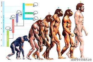 人类还在进化吗？