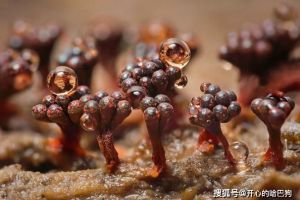 科学家用一种“无脑生物”史莱姆，描绘出了暗物质结构图