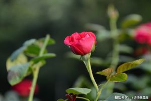 1月初，桃花绽放甜蜜爱情，这四大星座邂逅温暖幸福