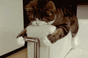 搞笑GIF趣圖：我是這樣溜貓的，很省事